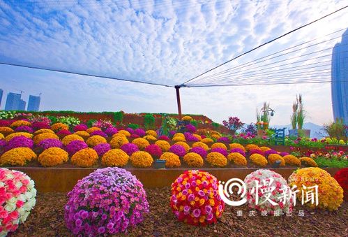 223件盆景艺术精品 200多种珍稀花卉 城市花博会,处处是美景