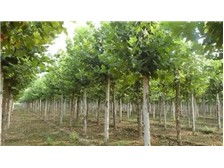 产品展示 南县鸿亨苗木种植专业合作社